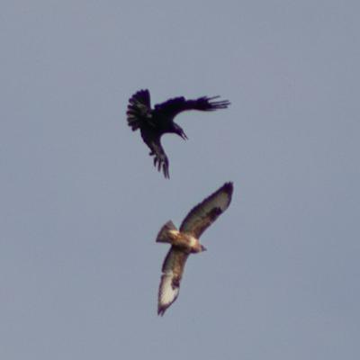#SE02EP21 Duel tussen de raaf en buizerd | Mijn fotoverhaal