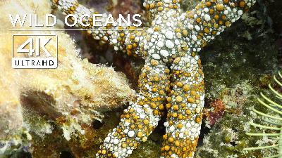 Eel on the hunt & creepy-looking sea cucumber in 4K Eel on the hunt & creepy-looking sea cucumber in 4K