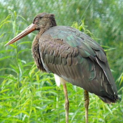 Soundscape: A Rewilding Medley