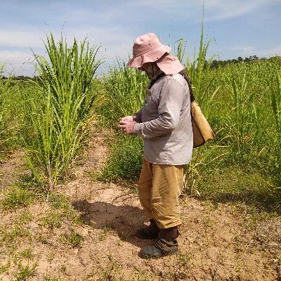 Em Campo com A Lasca Arqueologia: Estudos Arqueológicos em Lençóis Paulista - SP
