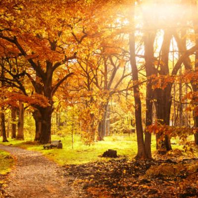 Autumn Promo's & Bootleg's (Compiled & Mixed by JW)