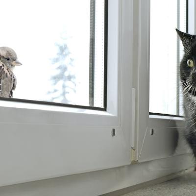 Your Cat's Obsession with Bird Watching: A Glimpse into the Feline Instinct