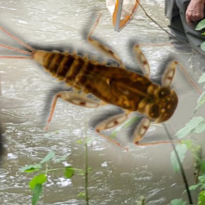 River Pollution Solution?! - Chalk Streams & River Fly Monitoring Initiative - TNWKS Ep.111