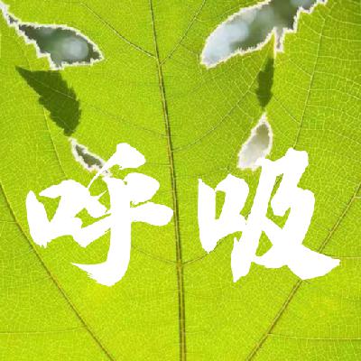 Vol64 观呼吸 如是观