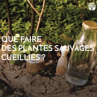 Que faire des plantes sauvages cueillies ? Que faire des plantes sauvages cueillies ?