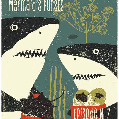 The Mermaid's Purse: The egg case of a Skate