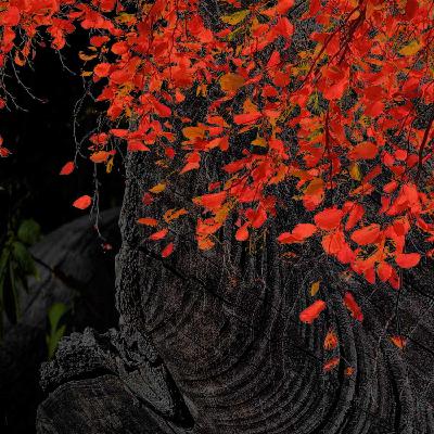 #69. Tillid til livet #69. Tillid til livet