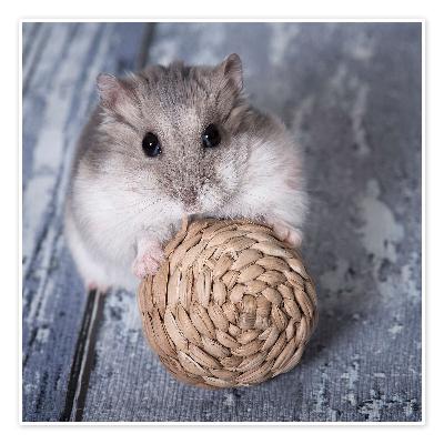 S25E03: Vad är min hamster värd? Om juridik och djur.
