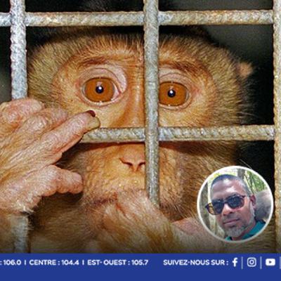 Saisie de 446 macaques à Jin Fei en 2023 : la charge contre Shafeek Jhummun rayée