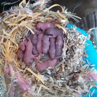De geboorte en alles erom heen