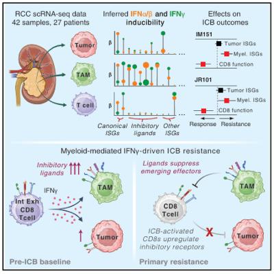 Myeloid cells mediate interferon-driven resistance to immunotherapy in advanced renal cell carcinoma