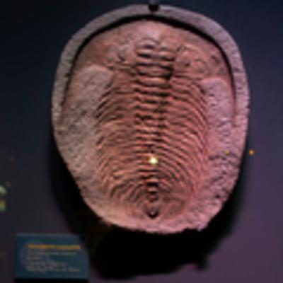 Trilobites