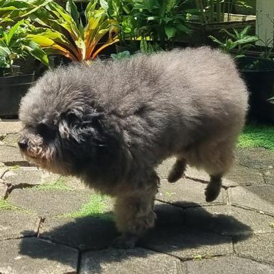 Ep. 297 - Peanut si Anjing Gendut Hehehe