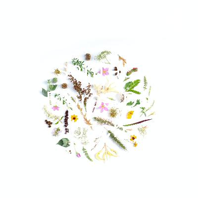 Presentación flores de Bach
