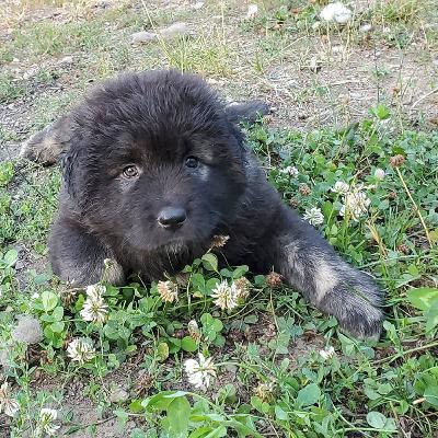 Can you teach an old dog new trick ?