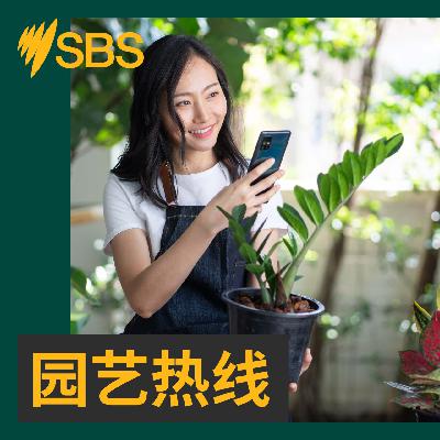 【园艺热线】草坪养护指南：如何清除爱窜根的藤本植物？
