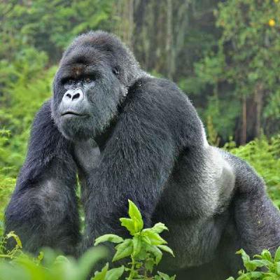 #118 How To Defeat A Gorilla