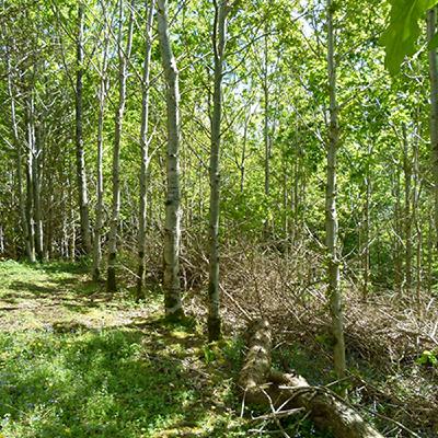 The schemes and grants available in forestry & agroforestry