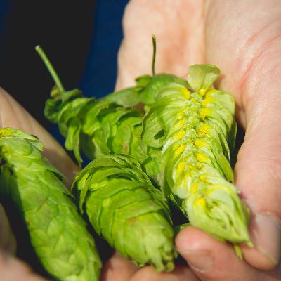 The Strange Story of How I Became a Brewer