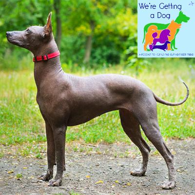 Dylan Wants a Xoloitzcuintli Dylan Wants a Xoloitzcuintli