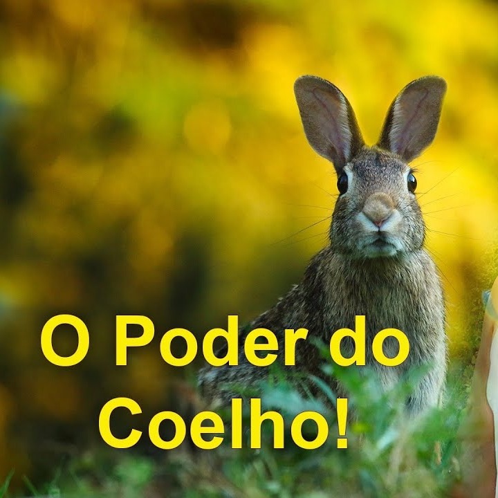 As Cartas Xamânicas, os Animais e seu Poder- O Coelho