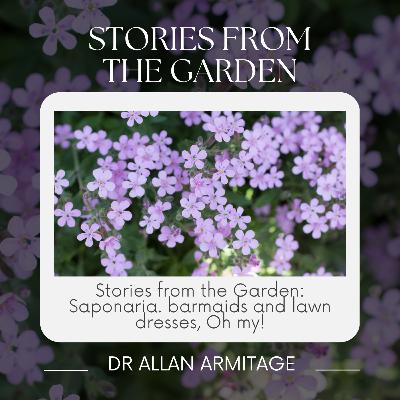Stories from the Garden: Saponaria. barmaids and lawn dresses, Oh my! Stories from the Garden: Saponaria. barmaids and lawn dresses, Oh my!