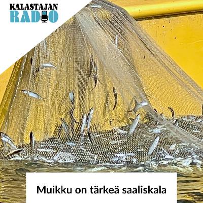 Muikku on tärkeä saaliskala