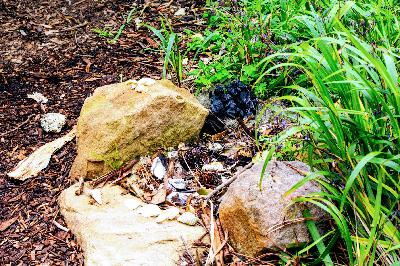 Join us in part one of our tour of the Royal Botanic Garden Sydney