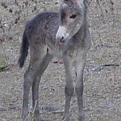 Poem - "The Donkey" Poem - "The Donkey"