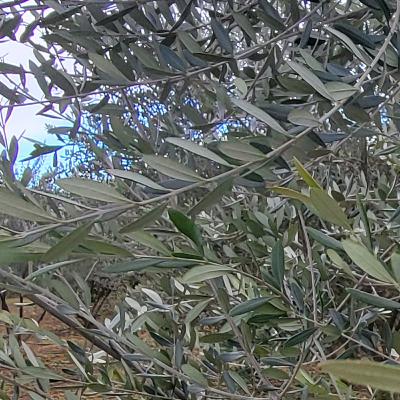 耕作放棄するなら、オリーブ植えればいいじゃない～ジャングルデリバリー訪問記～