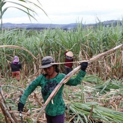 Sức sống hàng Việt - Gia Lai: giá mía ổn định, năng suất tăng nhờ mô hình liên kết ngày càng bền chặt