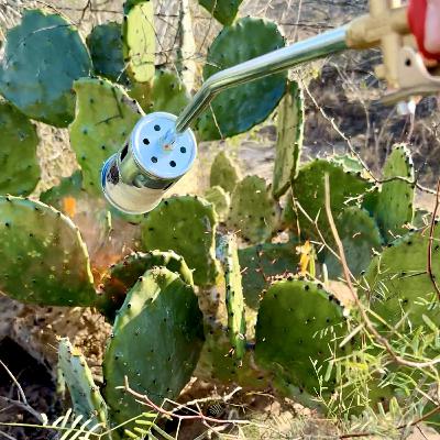 Burning Cactus: South Texas Ranch Tradition