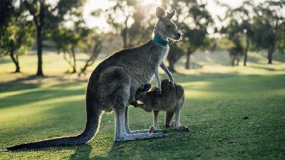 Кенгурёнок и часы