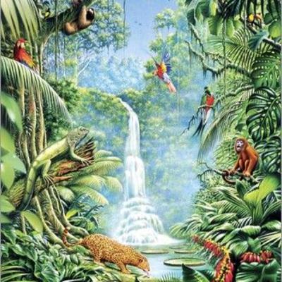 Ecoparche Guardianes del Tinigua - ¿Qué es la selva?