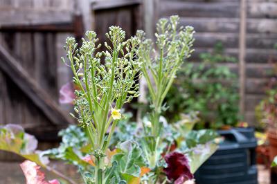How to get free garden seeds and help out pollinators at the same time