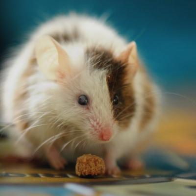 Mice