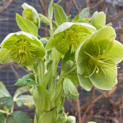 149. Keeping us fresh since 1784: Haydn, Piano trio No.19