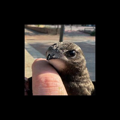 27 - El dels ocells ferits, la fotografia de fauna amenaçada i els ocells de Riudecanyes