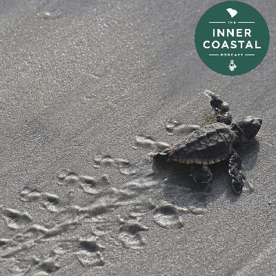 128: Sea Turtles in Beaufort