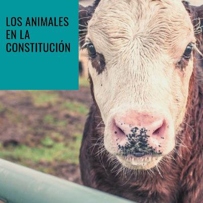 Los animales en la Constitución (junto a la activista Gabriela Acosta)