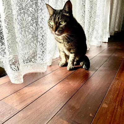 「なぜ猫舌？」大参もりえのネコモリ　#39　2023年12月24日放送分