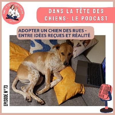Adopter un chien des rues - entre idées reçues et réalité