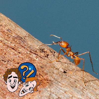 Kann ein Tier durch einen Menschenpups in Ohnmacht fallen? Kann ein Tier durch einen Menschenpups in Ohnmacht fallen?