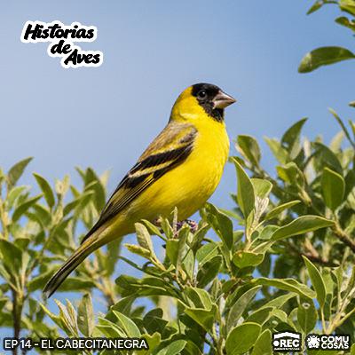 14: El Cabecitanegra