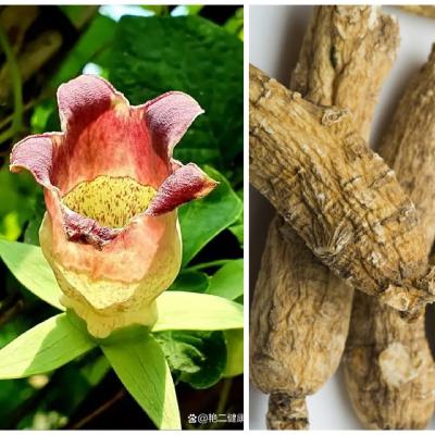 第七百五十七节 四叶参--补血通乳消肿