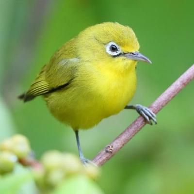 #86 PLECI LOMBOK