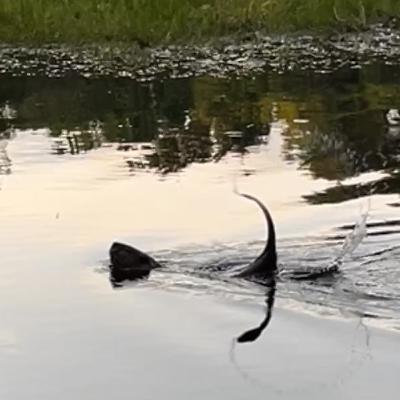 112. Curiosity 112. Curiosity