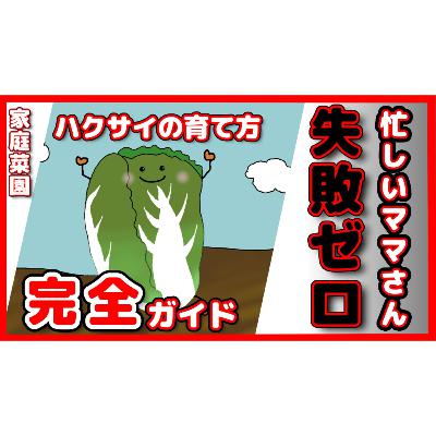 今すぐハクサイを育てなきゃ損！忙しいママさんでも 失敗ゼロの10ステップ完全ガイド