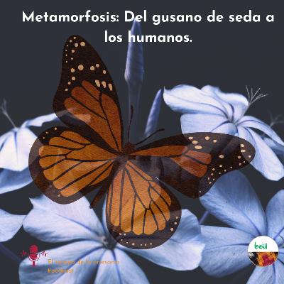 Metamorfosis en el tiempo de la artesanía