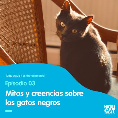 Mitos de los gatos negros.